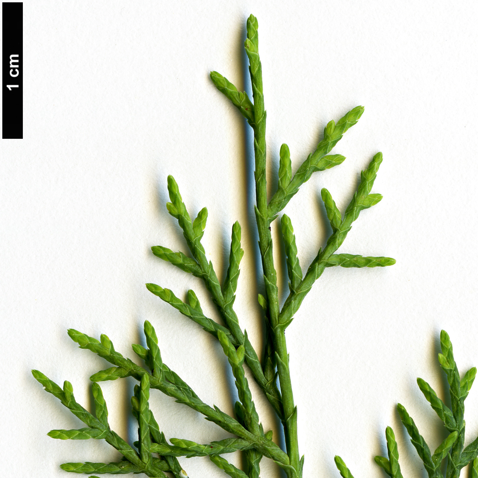 High resolution image: Family: Cupressaceae - Genus: Cupressus - Taxon: duclouxiana 
